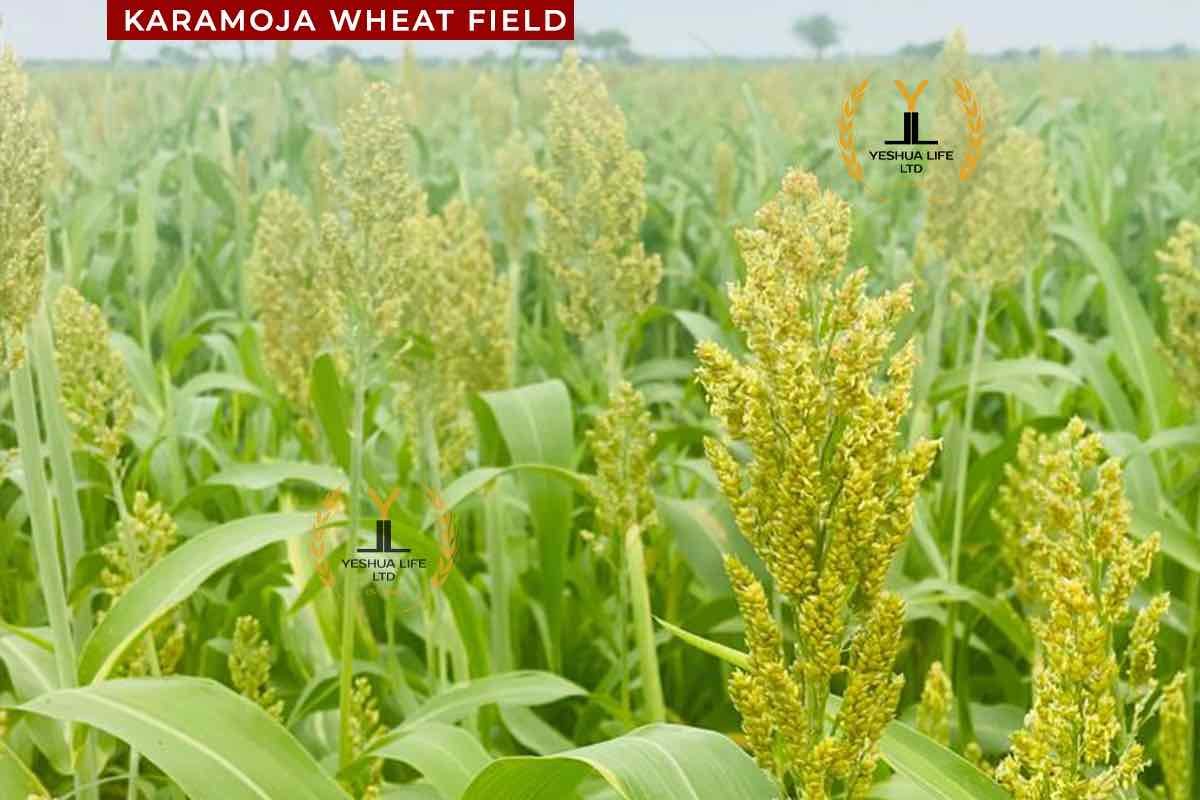 wheat_field